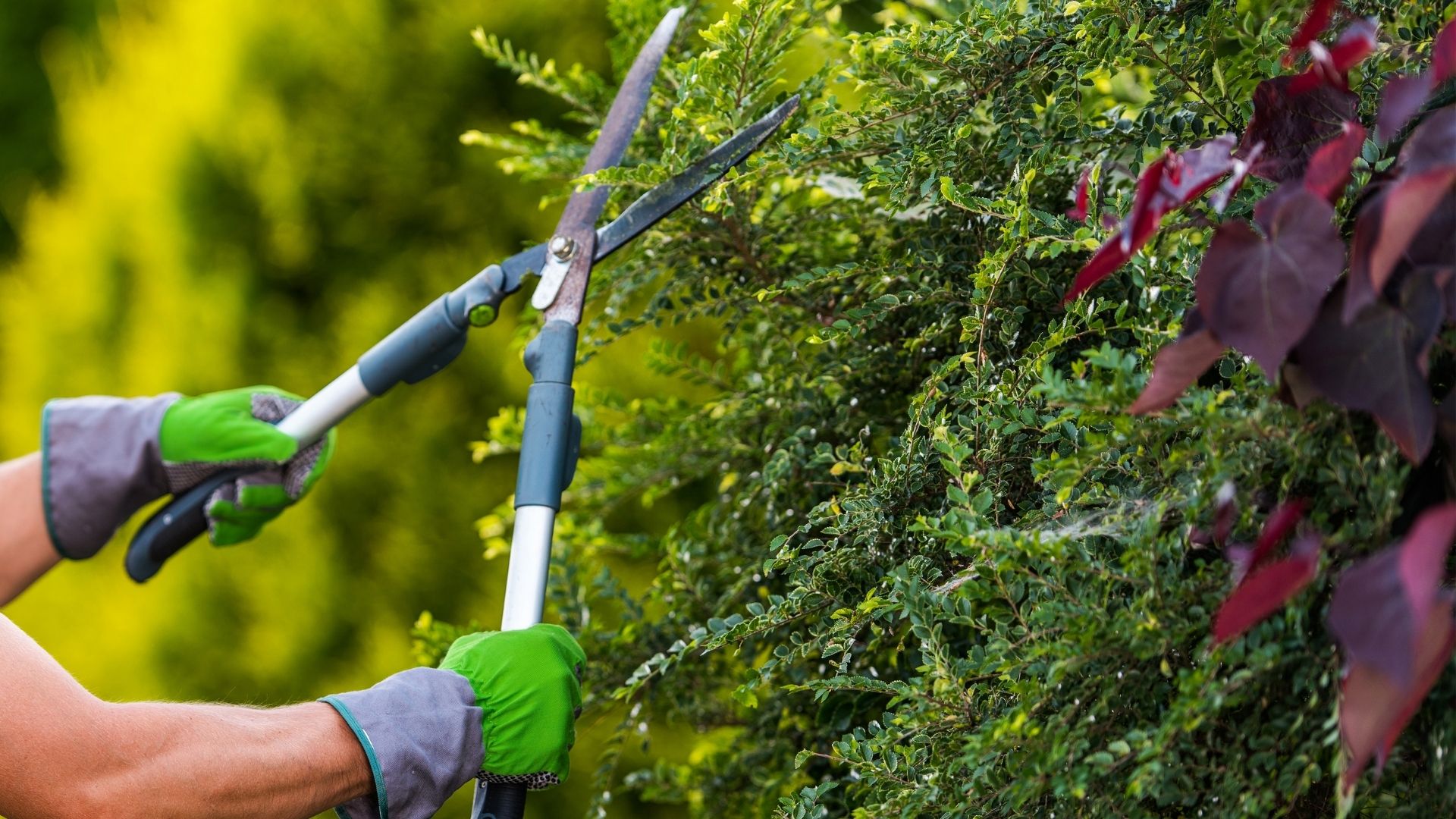 Hedge and shrub shaping in Casino NSW as part of Trevor’s lawn mowing and property maintenance services.